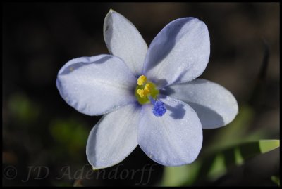 Aristea africana (pale form), Iridaceae