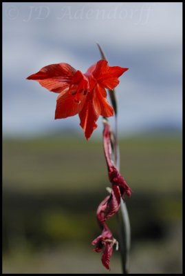 Gladiolus teretifolius, Iridaceae