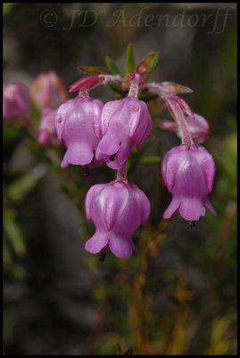 Erica propinqua, Ericaceae