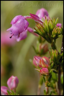 Erica propinqua, Ericaceae