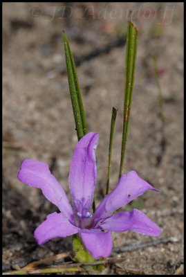 Babiana ambigua, Iridaceae