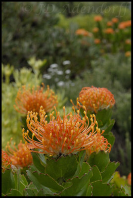 Leucospermum patersoniae, Proteaceae