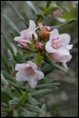 Lobostemon sp., Boraginaceae