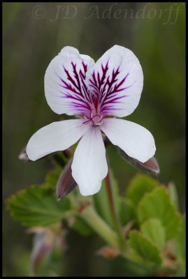 Pelargonium sp., Geraniaceae