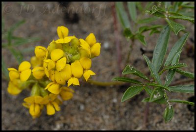 Unidentified, Fabaceae