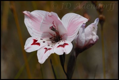 Gladiolus debilis, Iridaceae
