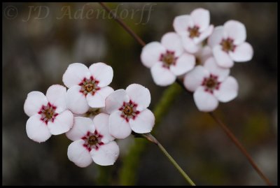 Erica ampullacea, Ericaceae