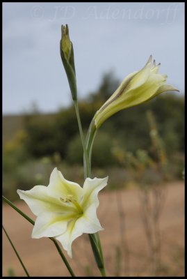 Gladiolus tristis, Iridaceae