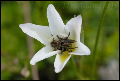 Gladiolus trichonemifolius, Iridaceae