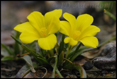 Moraea fugacissima, Iridaceae