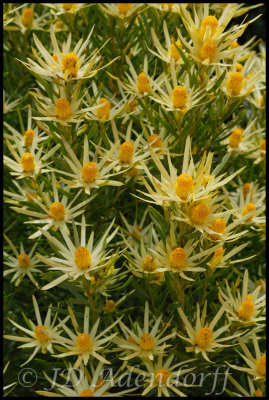 Leucadendron sp., Proteaceae