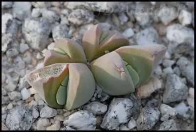 Gibbaeum sp.