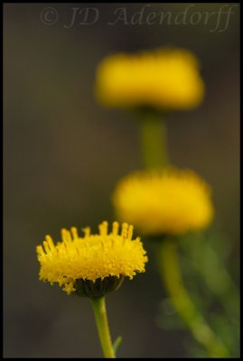 Chrysocoma ciliata