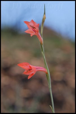 Gladiolus teretifolius, Iridaceae