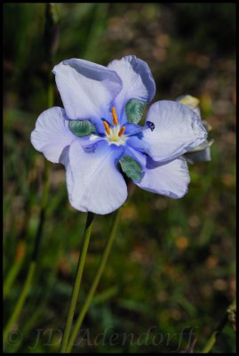 Aristea biflora, Iridaceae