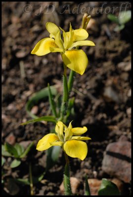 Moraea papilionacea, Iridaceae