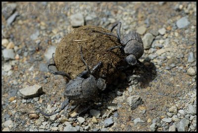 A pair of dung beetles hard at work