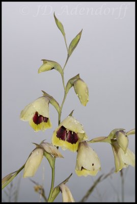 Gladiolus papilio, Iridaceae