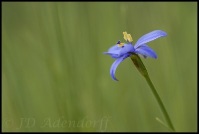 Aristea sp., Iridaceae