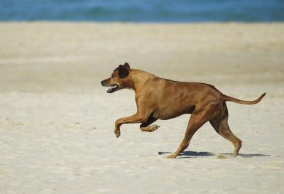 Rhodesian ridgeback