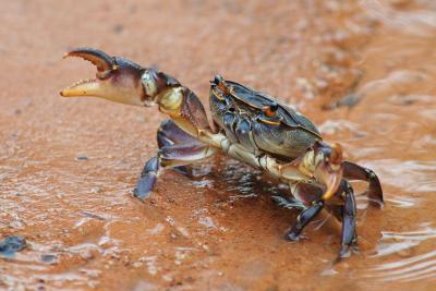 Freshwater crab