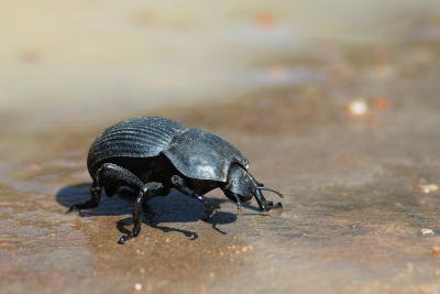 Anomalipus elephas (Large Armoured Ground Beetle)