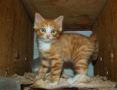 Meet Rusty the plucky kitten