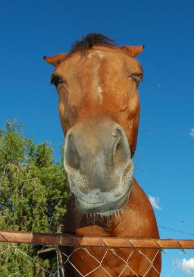 Meet Katinka the friendly horse