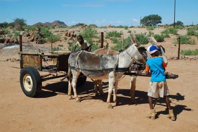 The Kalahari Ferrari, aka donkey cart