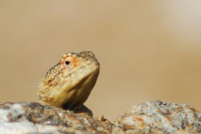 An agama peeps from behind a rock