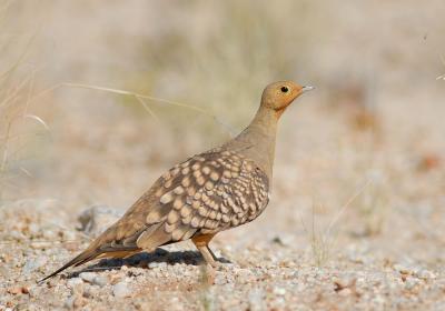 The namaqua sand grouse male carries water to its young