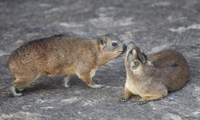 Rock hyraxes are very social animals