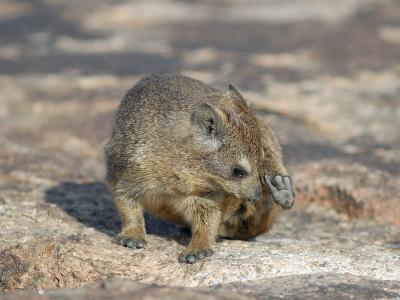 With human-like feet and hands, rock hyraxes can grip like the proverbial tyre