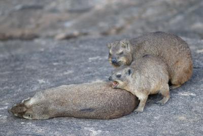 Hyraxes have no close relatives, the closest supposedly being the elephant