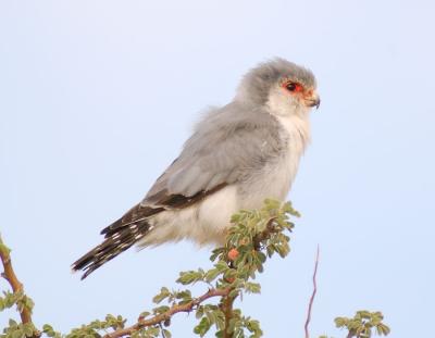 The pygmy falcon is the size of a starling
