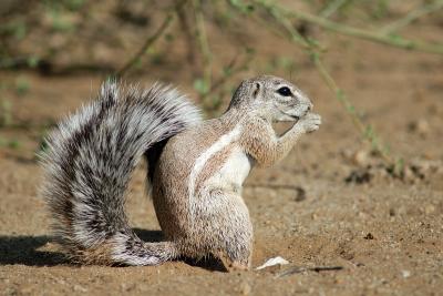 Ground squirrels are as adroit as their northern cousins