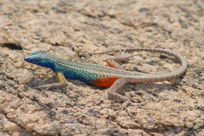 The rainbow in the mist spray of the falls is reflected in a male rock lizard