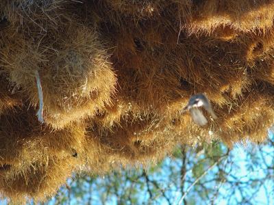 Sociable weavers nest in colonies of hundreds or even thousands