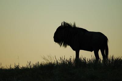 At sunset a wildebeest contemplates the dangers of the night