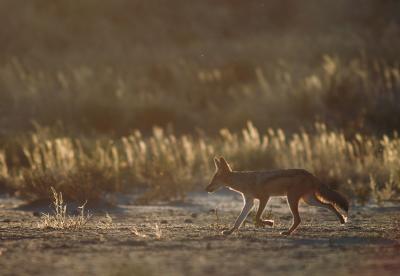 A jackal heads off in search of a meal
