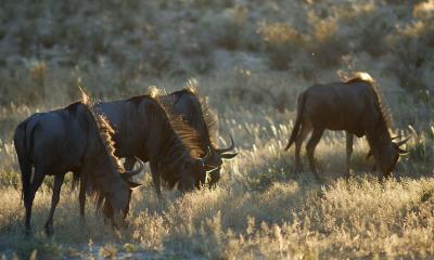 Wildebeest graze in the last light of day