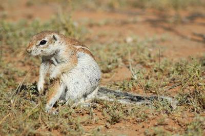 This very pregnant ground squirrel could barely reach to scratch everywhere