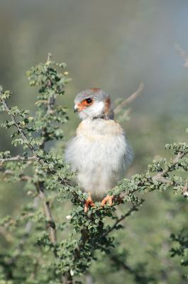 Pygmy falcons are easy to see in the Kalahari