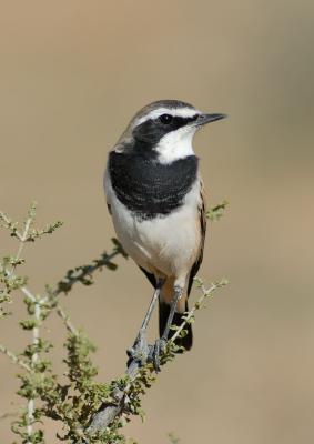 One of many chat species in the park