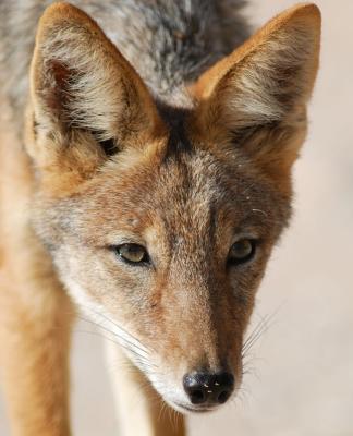 A black-backed jackal is alert to signs of danger or a meal