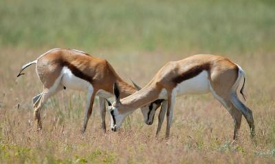Young springbok in a mock fight