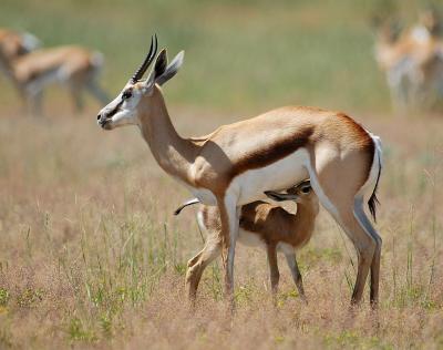 Springbok fawns are precocious, and can outrun most predators within a few hours after birth