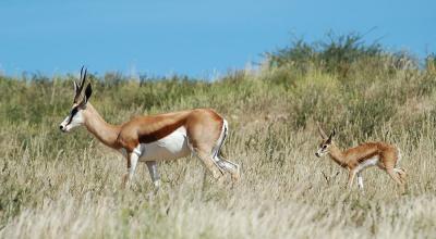 Springbok travel great distances every day