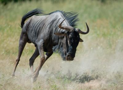 The territorial male wildebeest runs around all day to round up his herd and sort out competitors