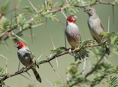 Redheaded finches congregate in small flocks to drink